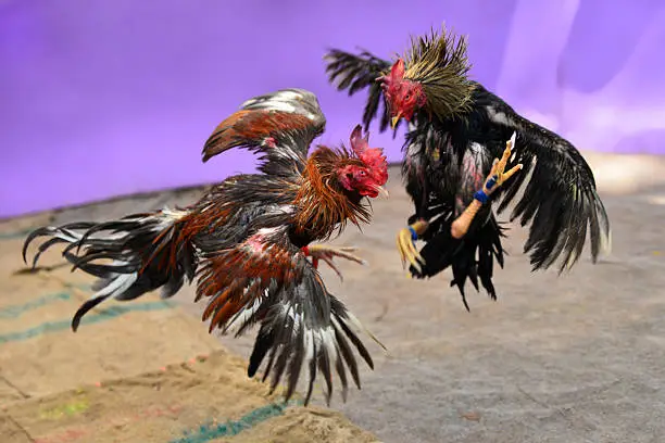 Cockfighting